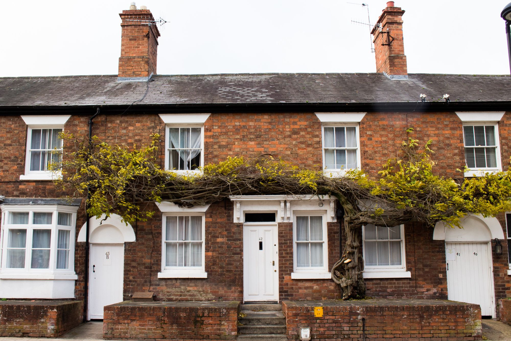 Terraced house with tree growing on side.